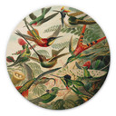 Obraz drewniany Haeckel - Kolibry - Okrągły