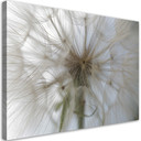 Canvasbillede, Mælkebøtteplanter natur