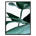 Plakat - Urban Jungle - Monstera Deliciosa