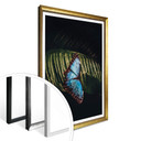 Plakat niebieski motyl