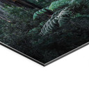 Billede af eukalyptusskov i Yarra Ranges - Colombo – print på aluminium (Alu-Dibond)