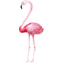 Sticker mural Kristina Kvilis - Flamant rose 01