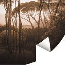 Fototapeta parasol sosny z winietowaniem sepia - okrągła - tapeta flizelinowa/tapeta flizelinowa sam