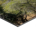 Billede af savannelandskab i Afrika - Hugonnard – print på aluminium (Alu-Dibond)