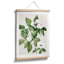 Plakatowa ilustracja botaniczna przedstawiająca udawaną kamelię - Walcott