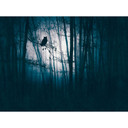 Forest night blue black - Fototapeta flizelinowa z motywem sowy do salonu i sypialni