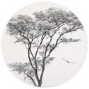 Minimalistyczne drzewo w spokojnym krajobrazie | Fototapeta natura - Mąka - okrągła - tapeta flizeli
