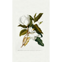 Fototapet - Ehret - Magnolia