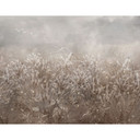 Botanische Fotobehang pampagras en grassen in beige - Ms Tiff