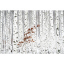 Fototapeta Han - Las brzozowy - 384x260 cm