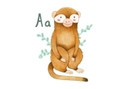 De A is van Aap