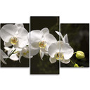 3 stykke lærredsprint Orchid Flowers Nature White