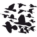 Sticker mural - Oiseaux Migrateurs