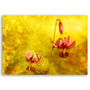 Canvasbillede, Tulipanblomster natur gul