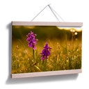Poster - Fleurs lors de la rosée matinale