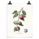 Luźny plakat - roślina Macaron