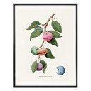 Luźny plakat - roślina Macaron