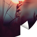 Fototapeta Trawy w świetle świecącego słońca - Treechild - Okrągła - tapeta flizelinowa/tapeta flize