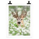 Plakat van Duijn - Młody roebuck we wrzosach