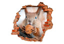 3D Wallsticker egern med møtrik