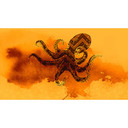 Architects Paper Papier peint photo Atelier 47 Octopus Design motif animalier