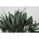Livingwalls Fototapet Walls by Patel 2 urban jungle 2
