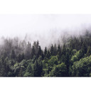 Fotobehang Papierbehang Mistig Bos - 366x254 cm