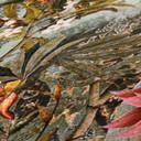 A.S. Création Dream Flowery papier peint intissé floral