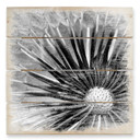 Obraz drewniany Dandelion Poetry - 40x41,5 cm