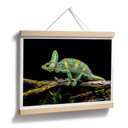 Plakat Brown - Kameleon
