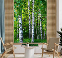 Fototapete, Birken Wald Natur