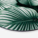 Tableau sur alu-Dibond rond Urban Jungle - Calathea Orbifolia