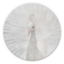 Tableau sur alu-Dibond Fegari - Paon blanc - Rond