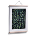 Plakat Lindsten - Treetops