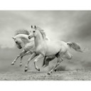 Fototapeta na ścianę Konie w galopie - 336x260 cm