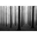 Fotomural Bongaerts - Niebla en el bosque - 384x260 cm
