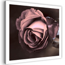 Canvasbillede, Smukke rosenblomster