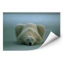 Poster autocollant - W - NG Ours Polaire Endormi