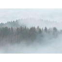 fototapet Designwalls i hvidt og grønt non-woven tapet Misty Forest landskab træ