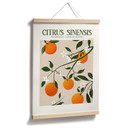 Plakat Boho Drzewko Pomarańczowe - Citrus Sinensis - Tunaboylu