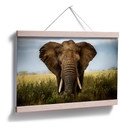 Poster - Ghizzi Panizza - Rencontres dans la savane