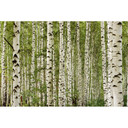 Fototapet naturgrønt hvidt - Ikke-vævet tapet 3,75 m x 2,50 m skovmotiv