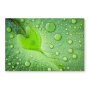 Crédence Foto - Cœur de goutte d'eau sur feuille verte