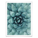 Plakat Agave 02