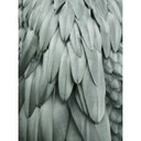 Livingwalls papier peint photo ARTist Feathers vert
