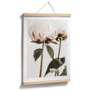 Plakat 1X Studio - Piwonie