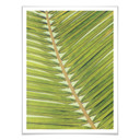 Plakat Palms 04