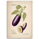 Leinwandbild Gemüse Weinlese Aubergine