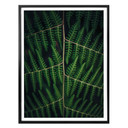 Plakat Botanical 03
