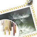 Plakat Delgado - odmiana Dandelion